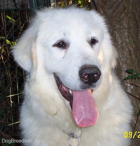 Close Up - Tundra the Great Pyrenees with its tongue out and mouth open