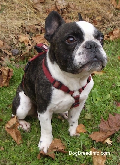 A black brindle and white French Bulldog is wearing a red harness sitting in a green grassy area with tall dead grass behind it
