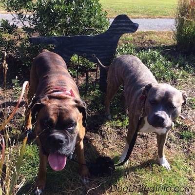 Bruno the Boxer and Spencer the Pit Bull Terrier standing in front of a wooden silhouette of a dog