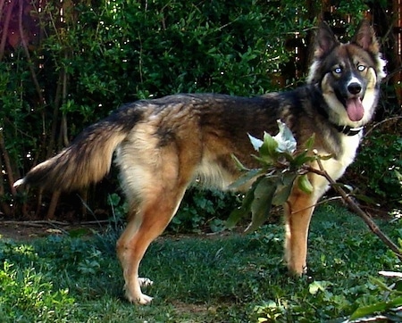 A blue-eyed black, tan  and white Gerberian Shepsky is standing in a wooded yard in front of a line of trees. Its mouth is open and tongue is out