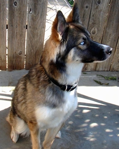 A blue-eyed black, tan and white Gerberian Shepsky is sitting in front of a wood plank and chainlink fence looking to the right