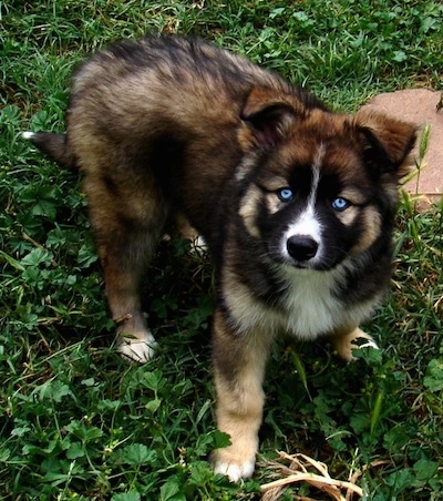 A blue-eyed black, tan and white Gerberian Shepsky puppy is standing in grass next to a red rock