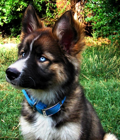 close up head shot - A blue-eyed black, tan and white Gerberian Shepsky puppy is wearing a blue collar sitting in a field and looking to the left. There is a line of thick bushes behind it