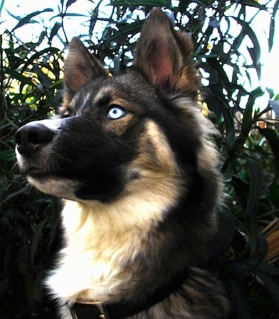 Close up head shot - A blue-eyed black, tan and white Gerberian Shepsky dog is looking to the left. There are bushes behind it.
