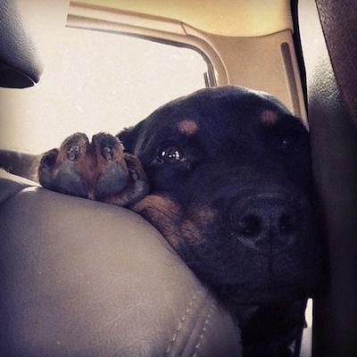 Close up - A black and tan Rottweiler puppy has its face and its paw in between a back seat of a car and a door.