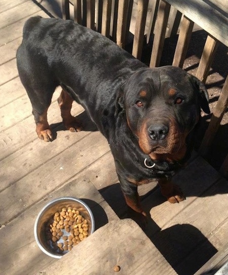 A large breed, black and tan Rottweiler dog is standing on a wooden porch in front of wooden steps and next to a bowl of food. It is looking up and forward.
