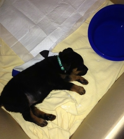 A black and tan Rottweiler puppy is sleepingon a yellow blanket on its left side. There is a blue water bowl and a pee pad in front of it.
