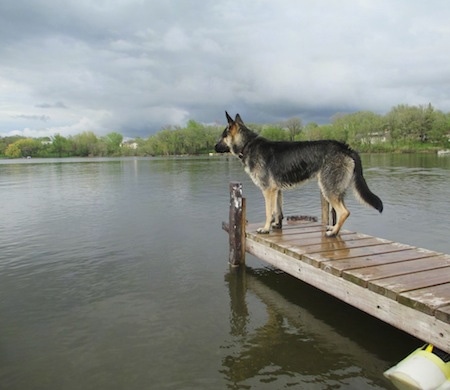 A black and tan German Shepherd is standing on a dock and looking at the water