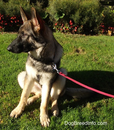 A black and tan German Shepherd puppy is sitting in grass. There is a line of pink flowers and bushes behind it