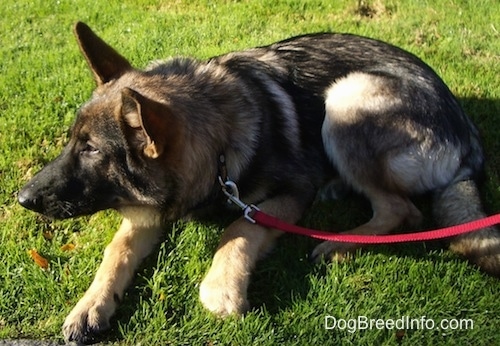 A black and tan German Shepherd puppy is laying in grass and looking to the left