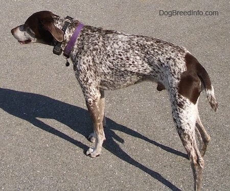 A white with brown German Shorthaired Pointer is standing in a parking lot