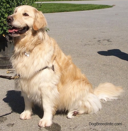 Golden Retriever Dog Breed Information 