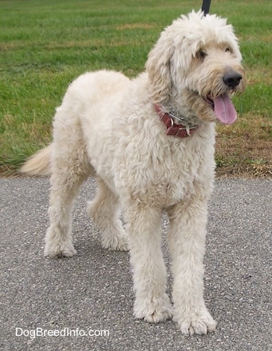 A cream colored Goldendoodle is standing on a black top and its mouth is open and tongue is out.