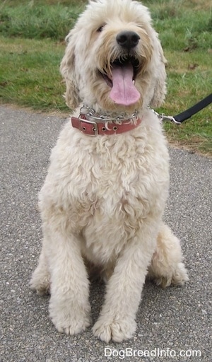 A Goldendoodle is sitting on a black top. Its mouth is open and tongue is out. It is looking up