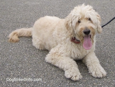 A Goldendoodle is laying on a black top. Its mouth is open and tongue is out