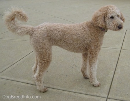 A short-shaved tan Goldendoodle is standing on concrete