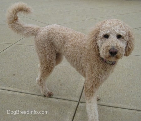 A tan groomed short Goldendoodle is standing on concrete