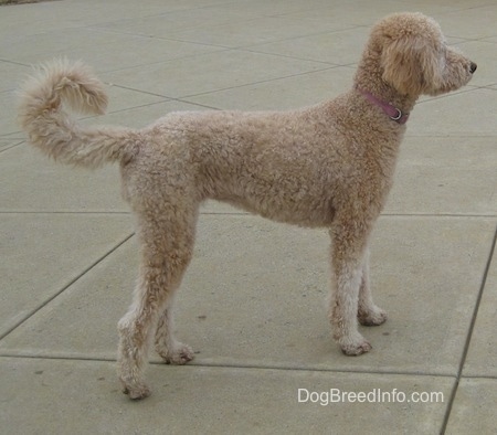 Right profile - A tan Goldendoodle with a coat that is groomed short is standing on a concrete patio