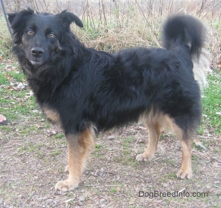 A longhaired black with tan Gordon Sheltie is standing on a path with tall grass behind it looking forward