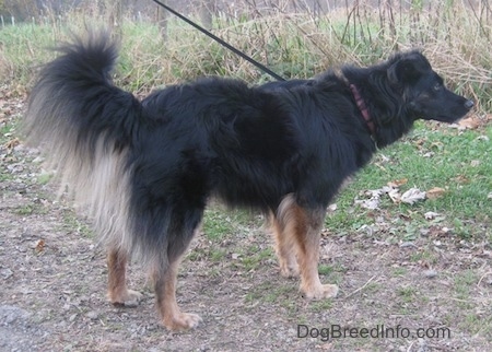 A long-haired black with tan Gordon Sheltie is standing outside on a dirt path in a field