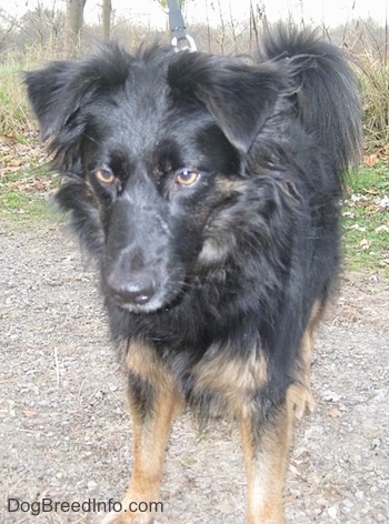 Close Up - The front view of a longhaired black with tan Gordon Sheltie