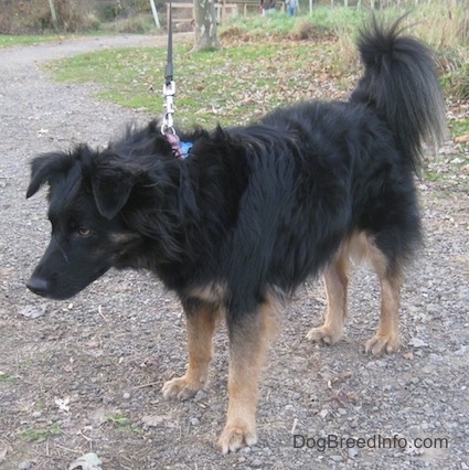 A longhaired black with tan Gordon Sheltie is standing on a pathway with its head lowered.