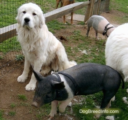 A Great Pyrenees is sitting in front of a wired fence. There are two pigs around it. There is another Great Pyrenees inspecting around