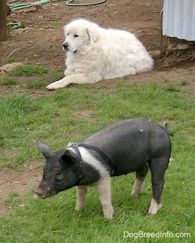 A Great Pyrenees is laying in dirt in front a black and pink pig wearing a black harness standing in grass