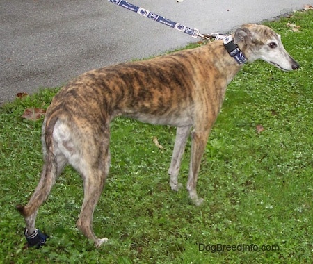 A brown brindle Greyhound is standing in grass and looking to the left