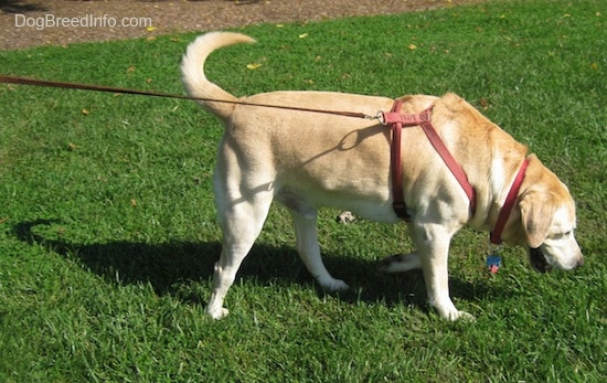 Junior the Labrador Retriever is walking across a lawn wearing a red harness pulling forward in his leash with its head down