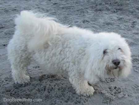 A furry white Havachon is walking across sand on a beach