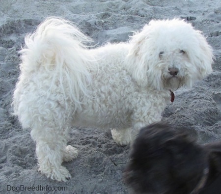 A fluffy white Havachon is standing on a beach and looking at a small black dog that is in front of it