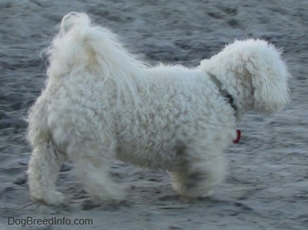 A small white fluffy Havachon is walking across a beach