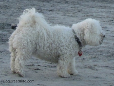 A Havachon is walking across sand on a beach moving towards the right with a red heart tag hanging from its collar.