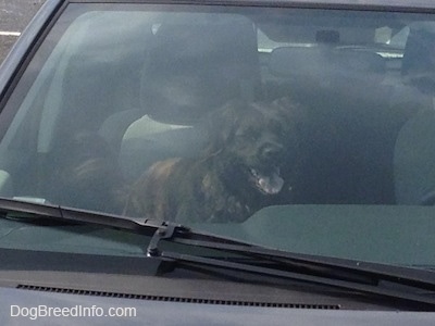 A dog is standing on the passenger side of a vehicle. It is panting