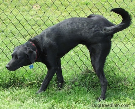 A black Labrador Retriever is peeing outside against a chain link fence