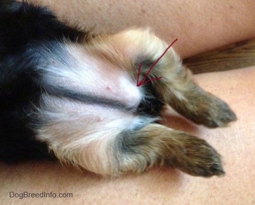 A dog laying belly-up showing the underside exposing her lump near the bottom right and a red arrow is pointing to the hernia