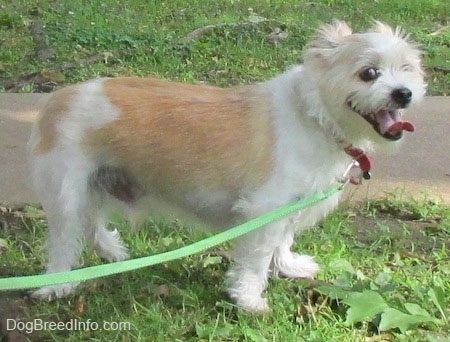A panting white with tan Jack Tzu is standing in grass looking to the right.