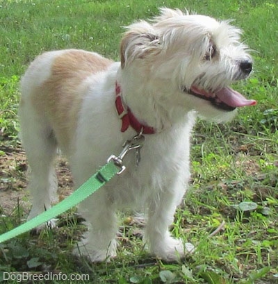 A panting white with tan Jack Tzu is standing in grass and looking to the right.