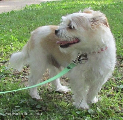 A white with tan Jack Tzu is standing in grass and looking to the left towards the sidewalk behind it.
