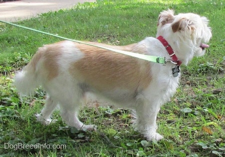 A panting white with tan Jack Tzu is standing in grass facing the right