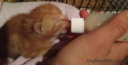 The right side of an orange Kitten being bottle fed