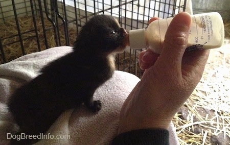 The right side of a black with white Kitten, that is sitting on a rolled up towel, being bottle fed