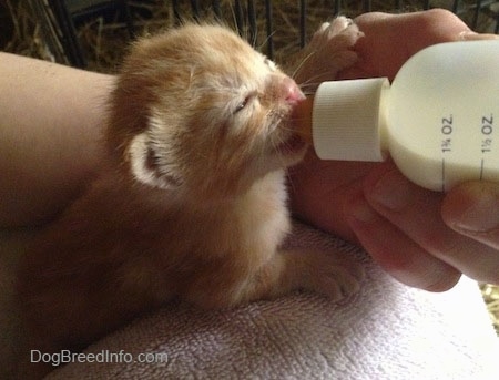Close up - The right side of an orange Kitten being bottle fed by a person.