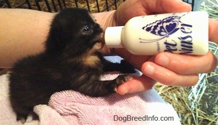 The right side of a black with white Kitten that is being bottle fed by a person.