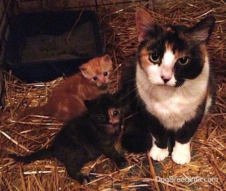 A Calico Cat is sitting in Hay and to the left of it is two kittens.