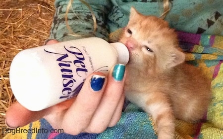 The front left side of an orange Kitten that is being bottle fed by a person with colorful nails.