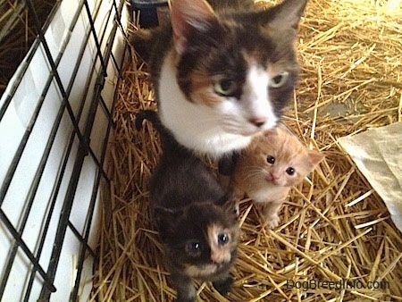 Close up - A big Calico Cat is sitting on a hay inside of a cage and in front of it are two Kittens.