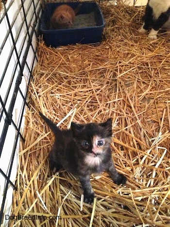 A black and gray with white Kitten is sitting in a cage with an orange cat sitting inside the litterbox behind it.