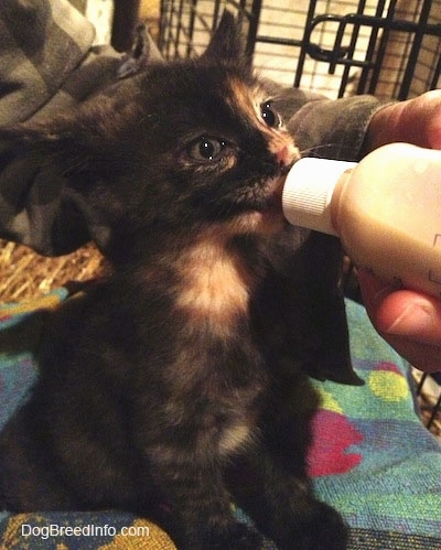 The front right side of a black with tan Kitten that is being bottle fed by a person inside of a cage.